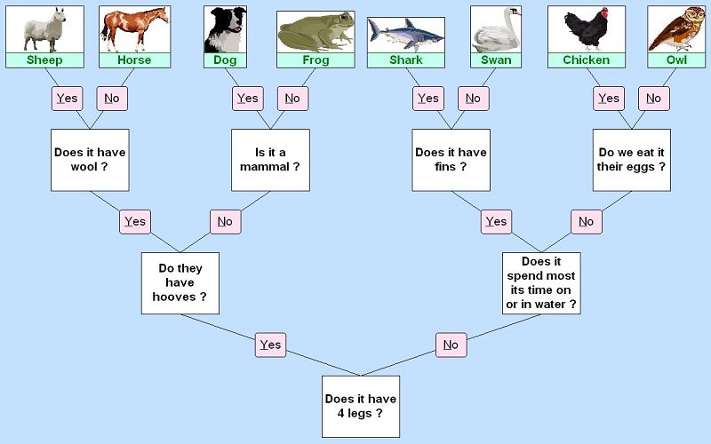 animal database
