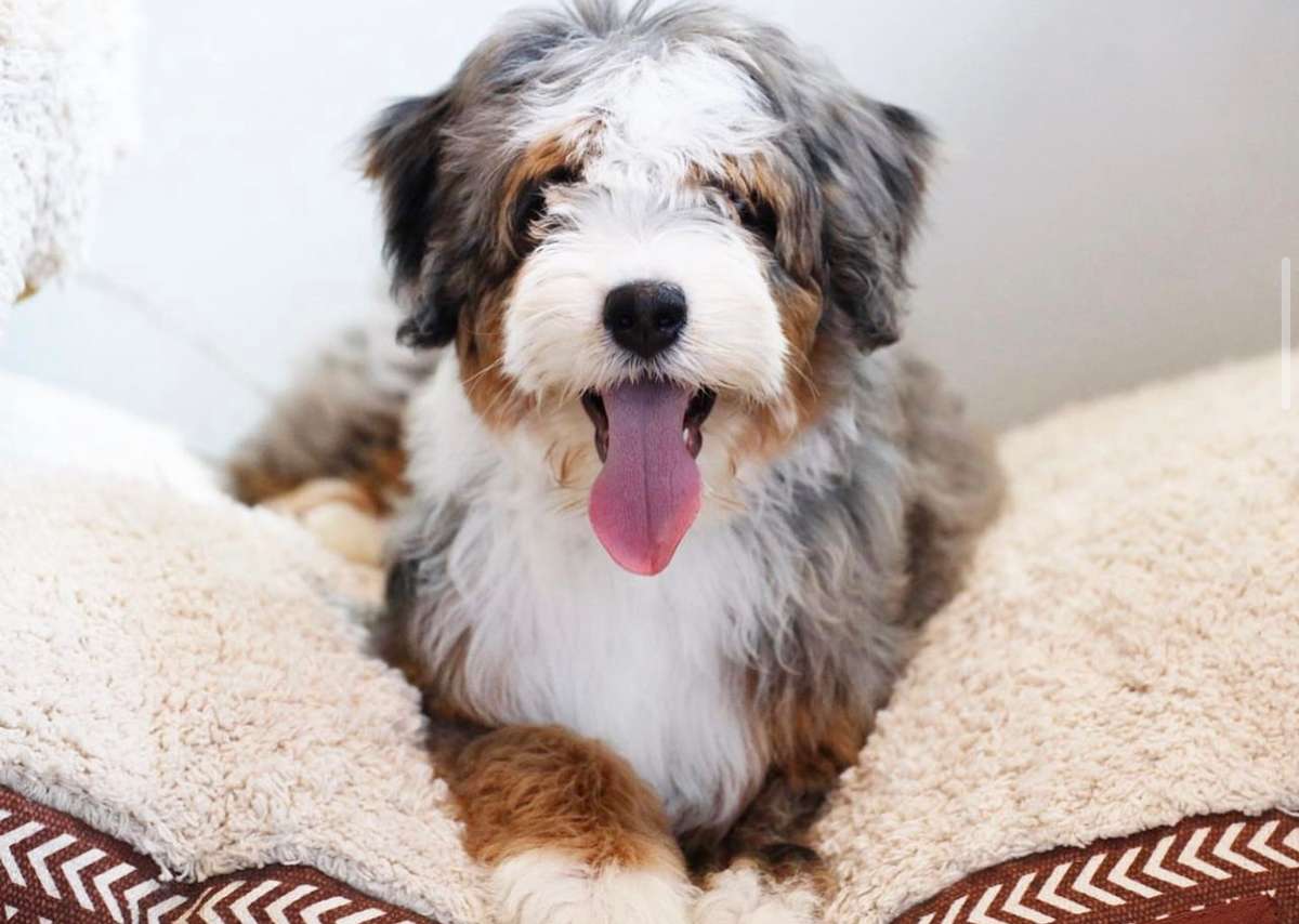 bernedoodle breeders california