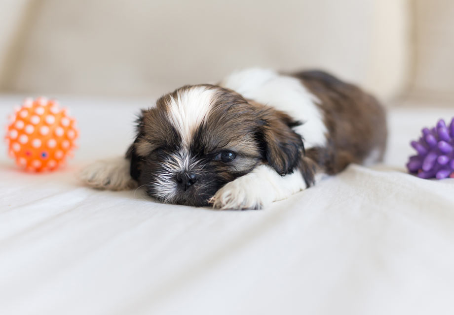 shih tzu puppies for sale in georgia by owner