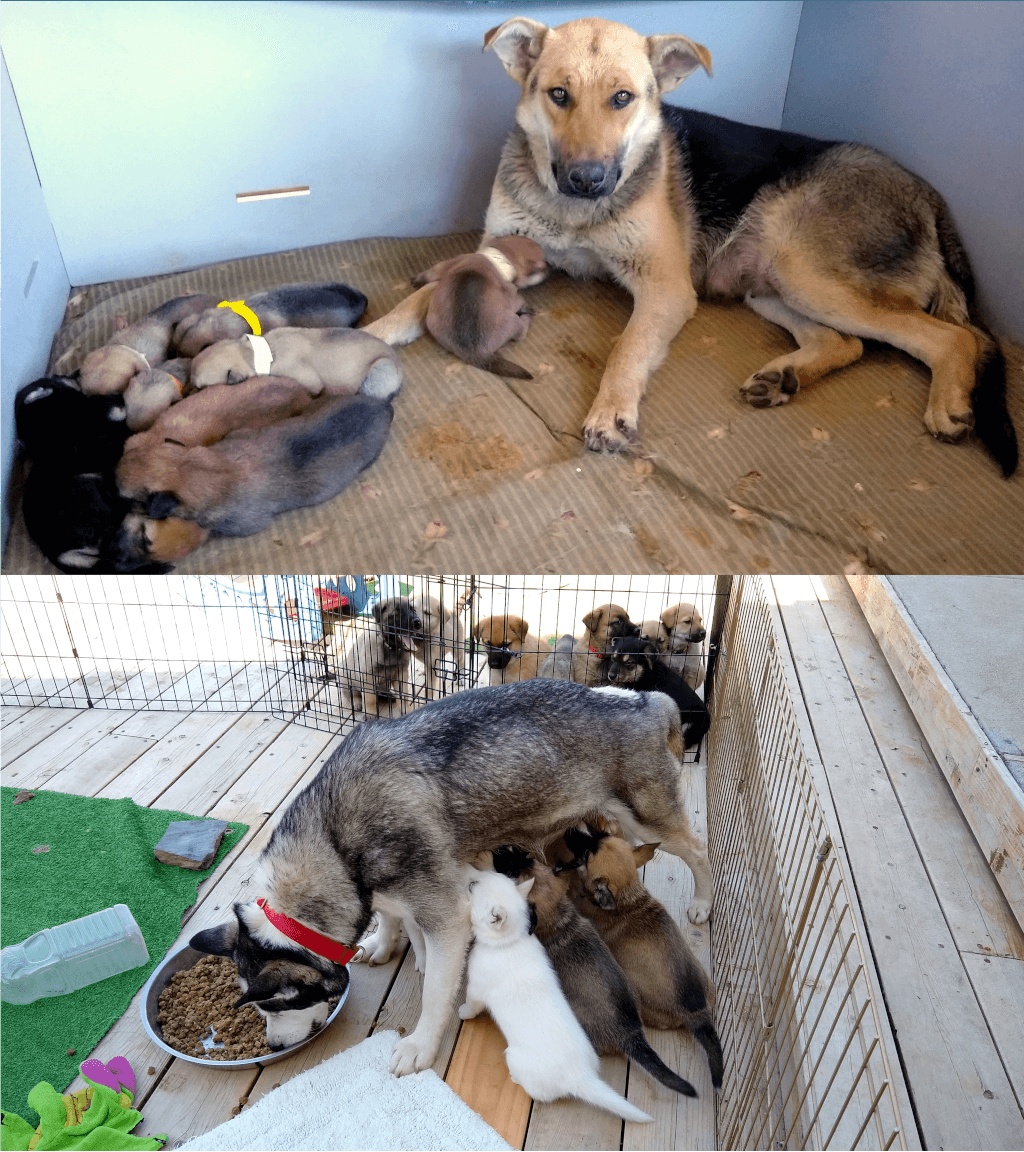 where to take unwanted dogs