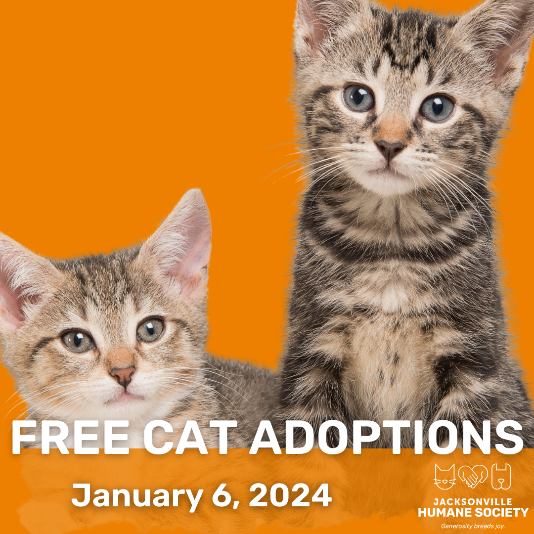 free cat for adoption