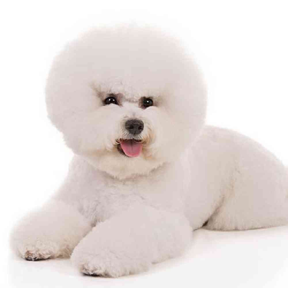 bichon frise dogs for sale near me