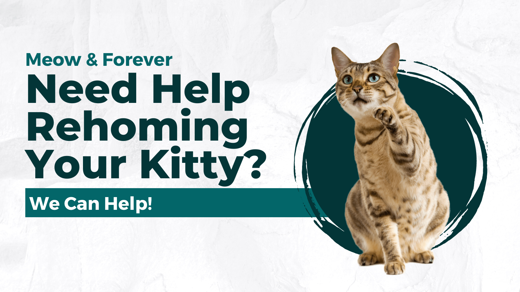 cat rehoming sites