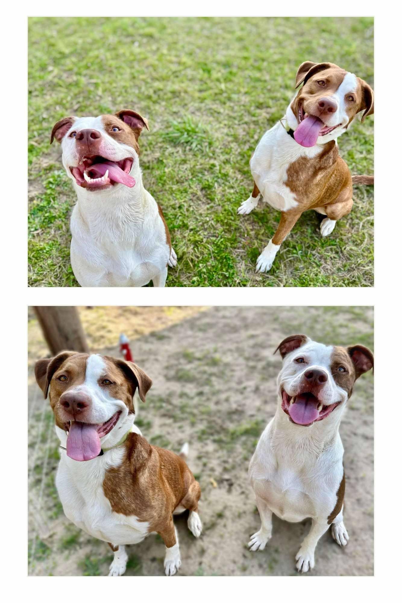 petfinder augusta ga