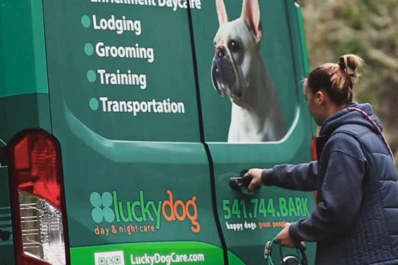 dog grooming springfield oregon