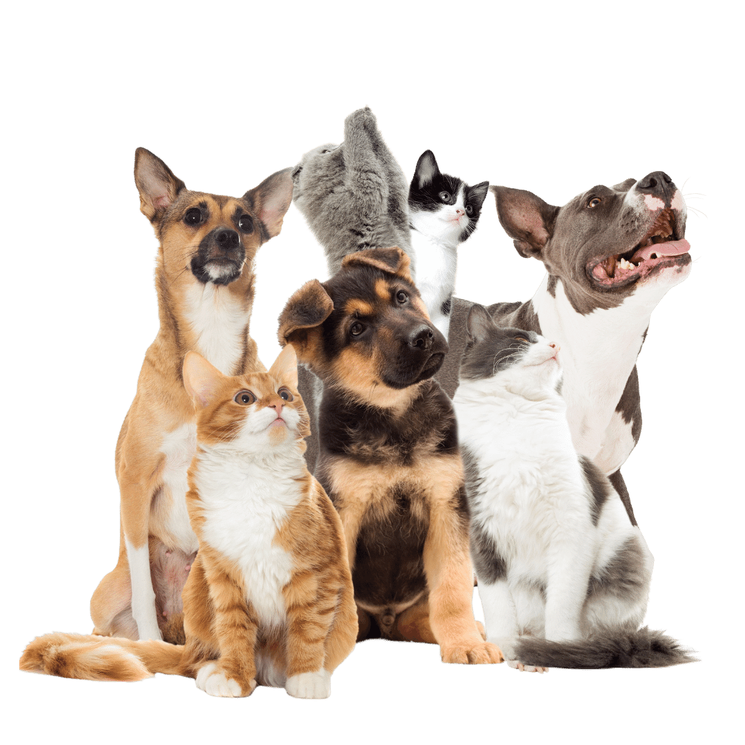 free pet adoption arizona near me