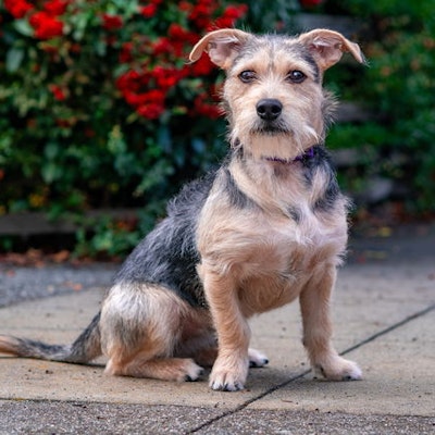 terrier rescue groups