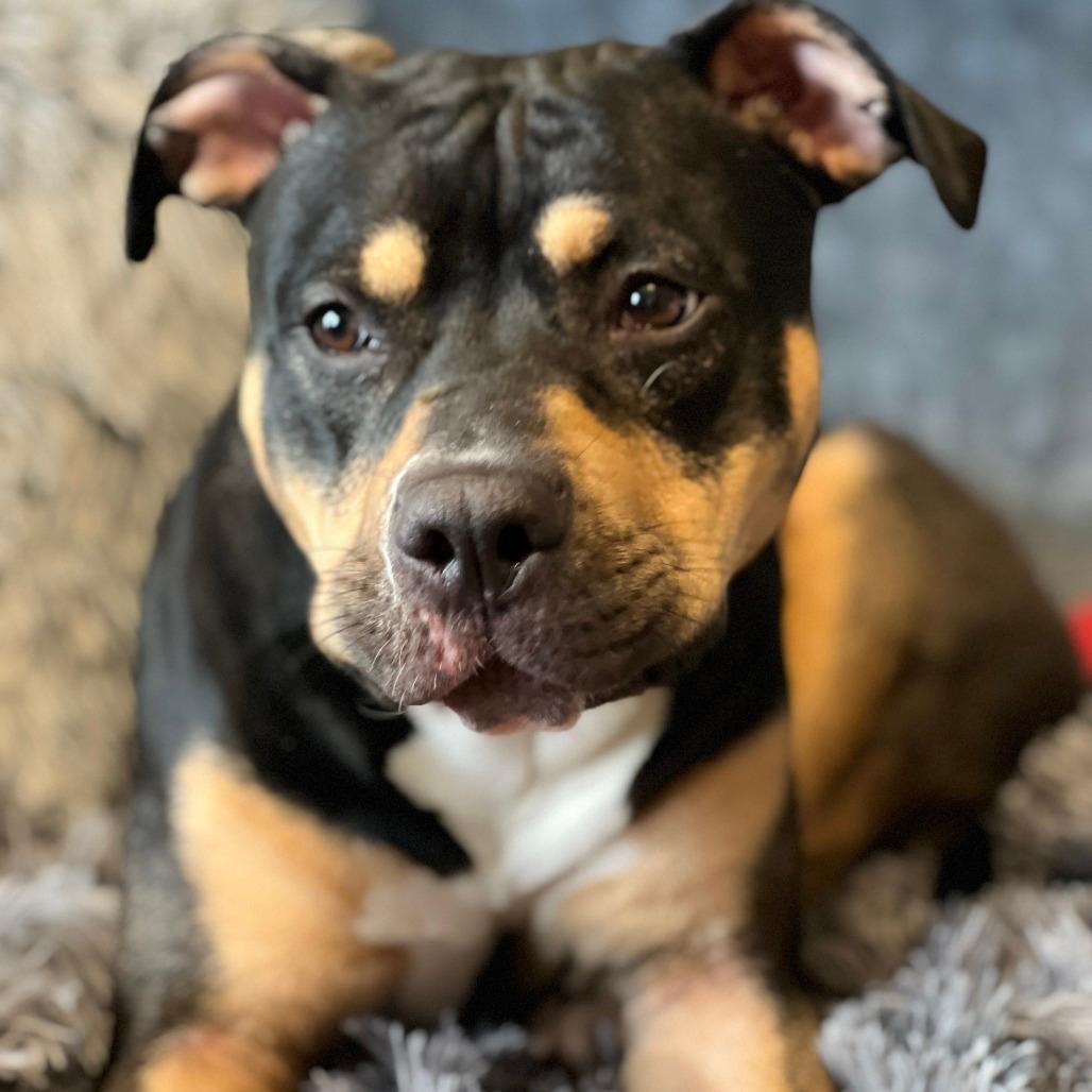 puppies for adoption in utica ny