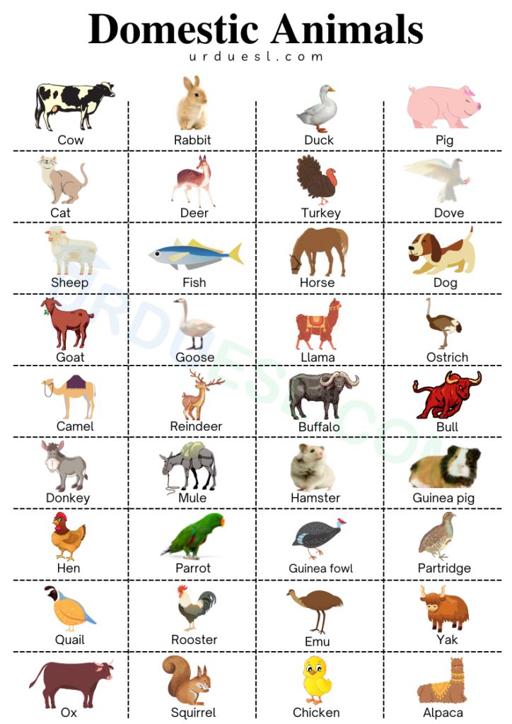 list of domestic animals