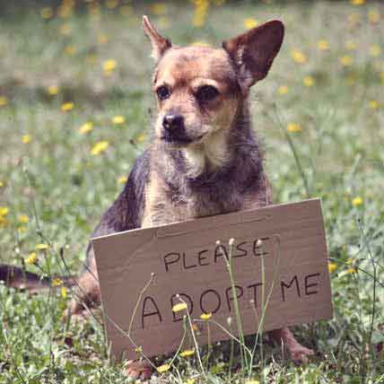 adopting a dog from a shelter