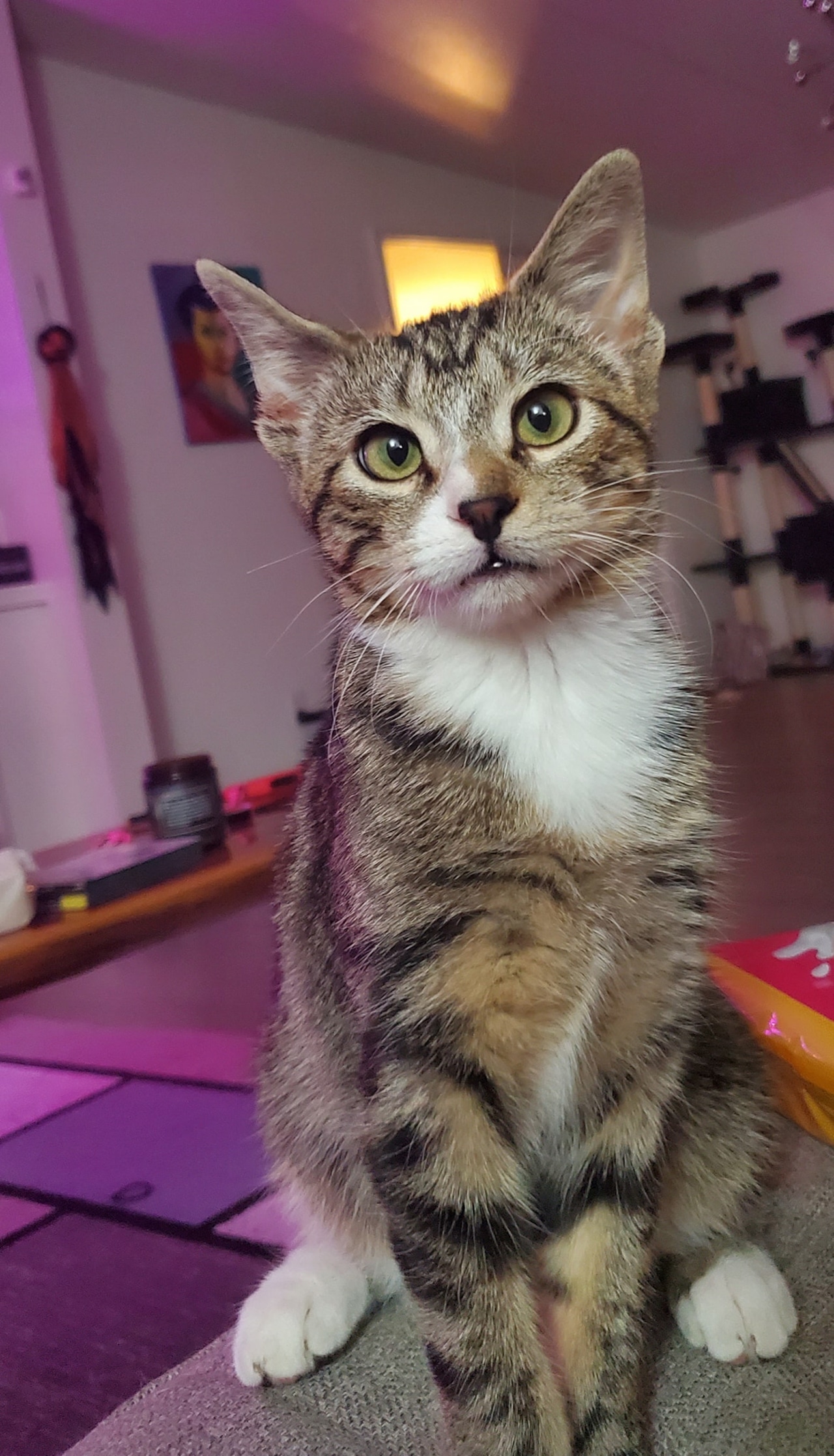 cat rescue birmingham