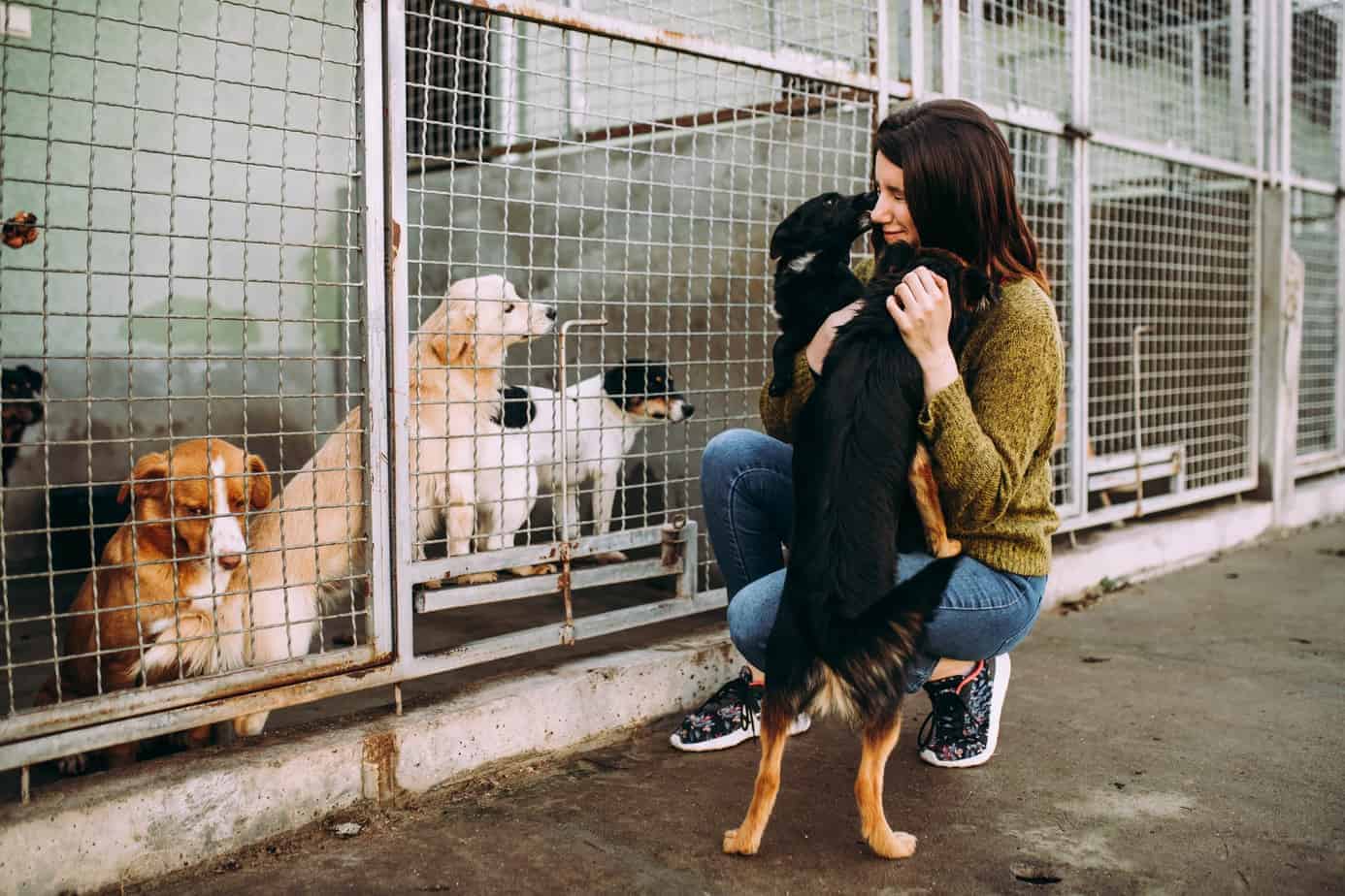 adopting a dog from a shelter