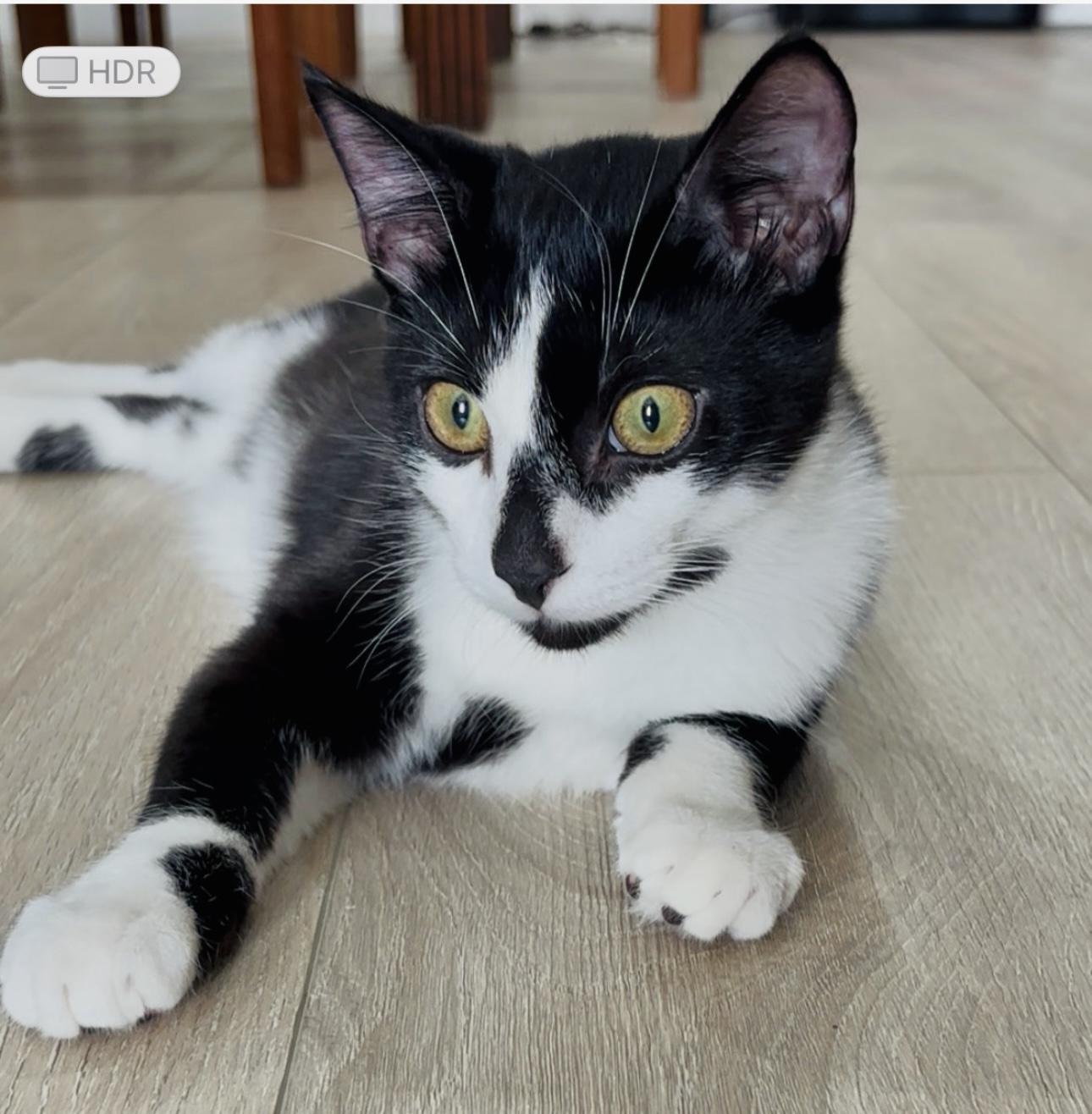 petfinder daytona beach