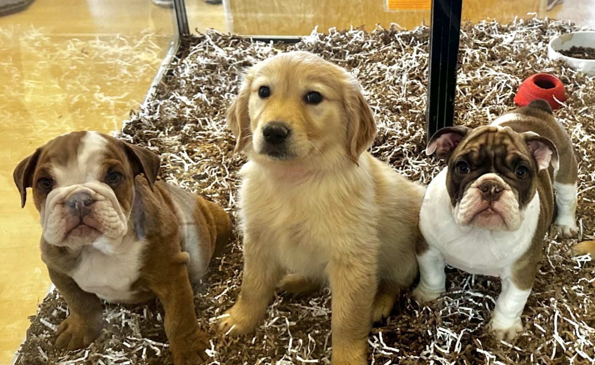 pet shop with animals near me