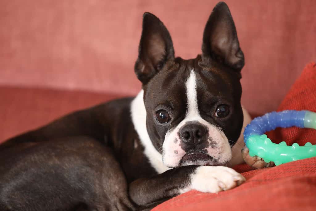 how much do boston terriers cost