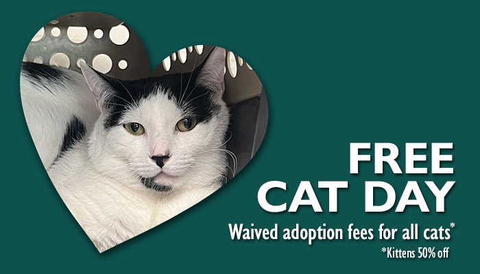 free cat for adoption