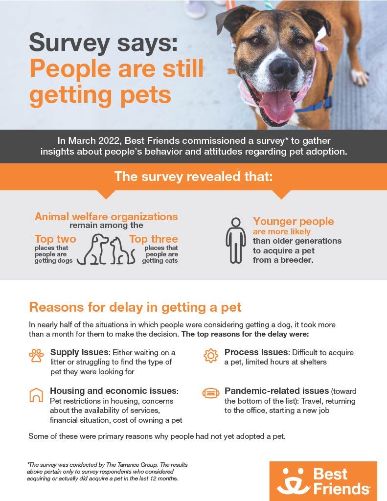 dog adoption survey