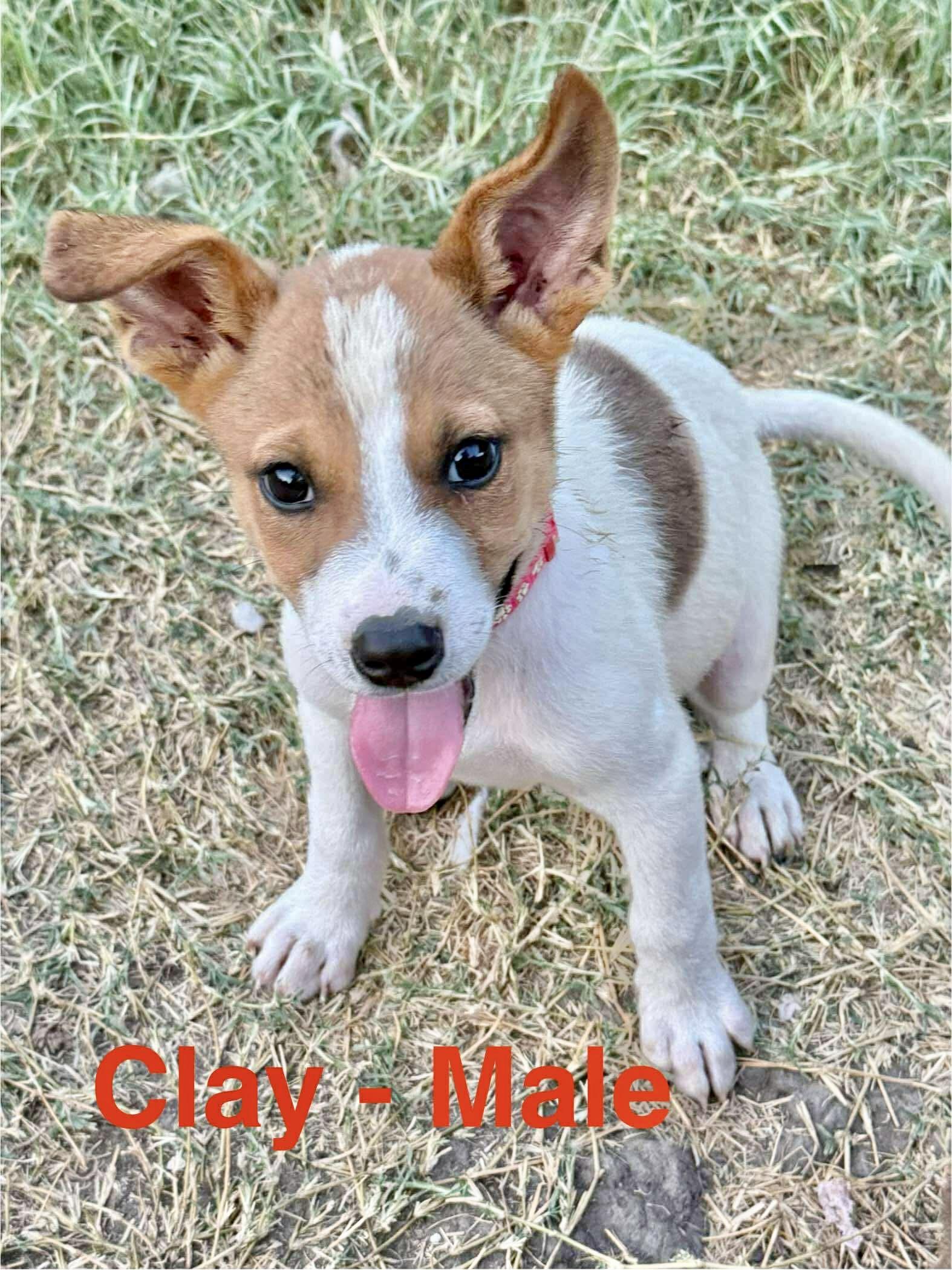 petfinder indianapolis indiana