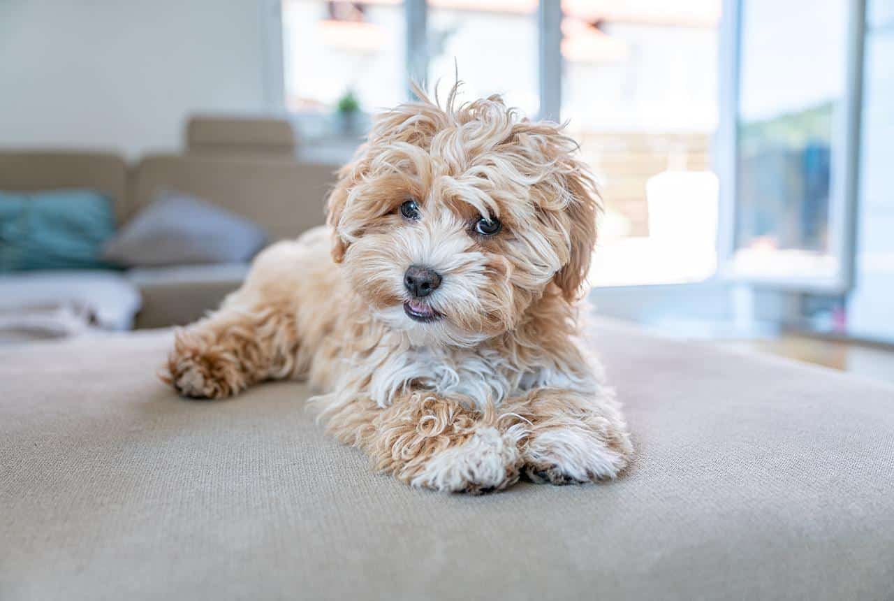 maltipoo grown