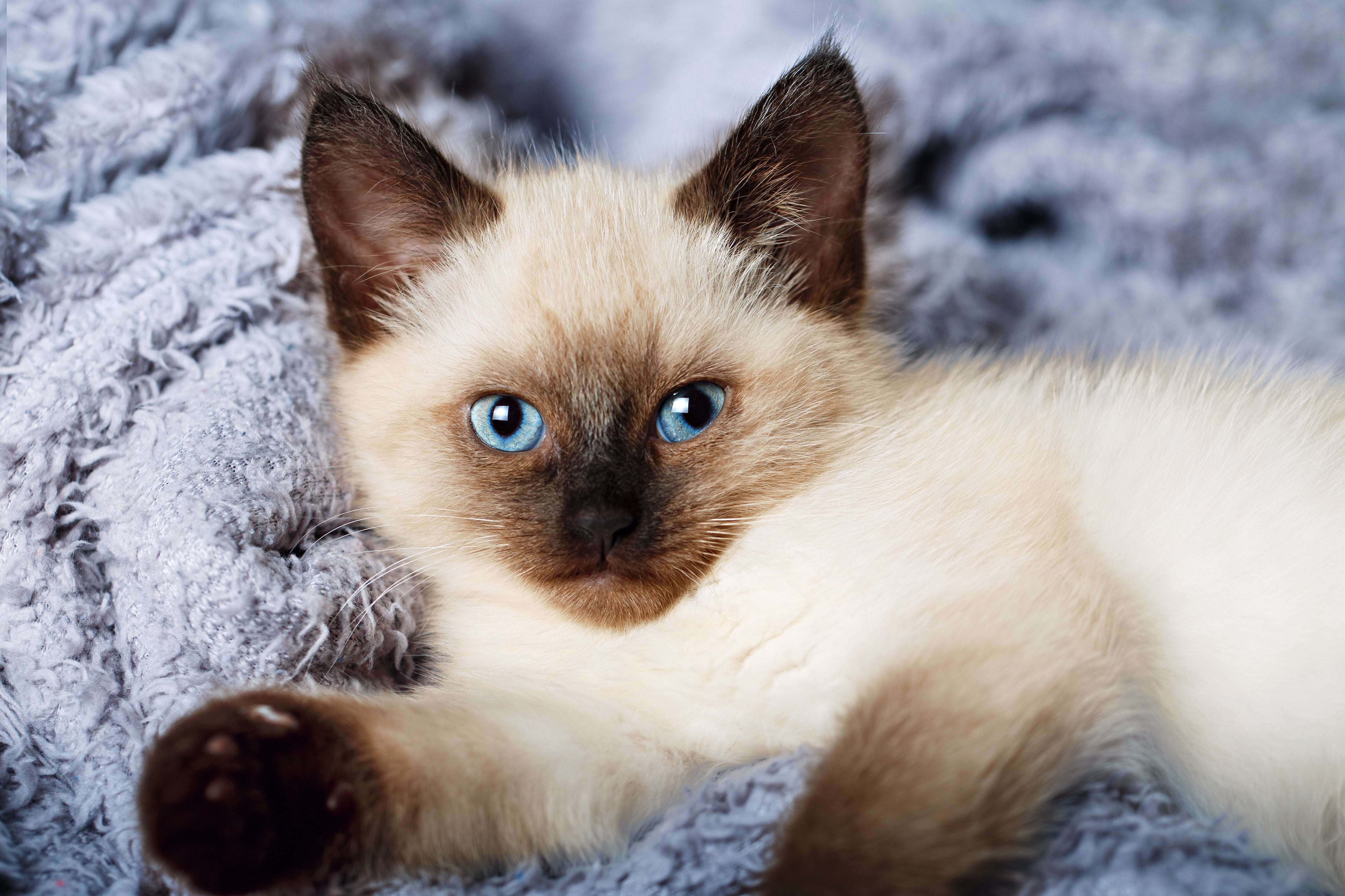 adopt balinese cat