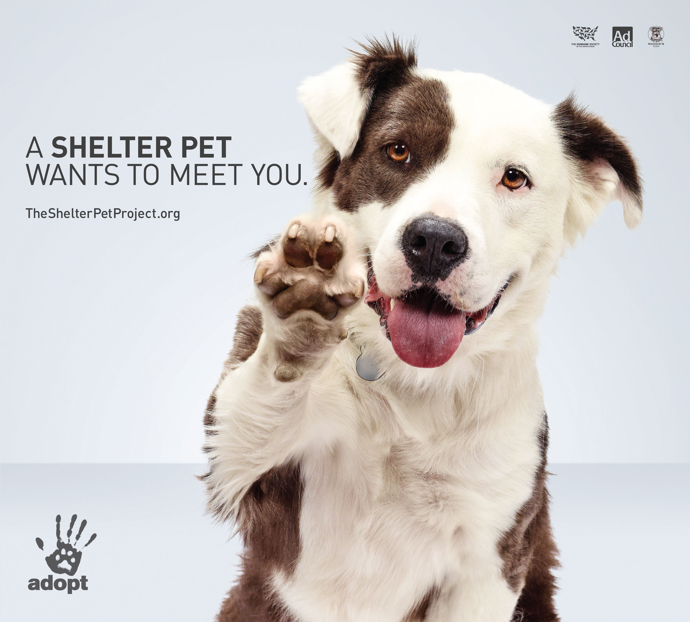 animal shelter ad