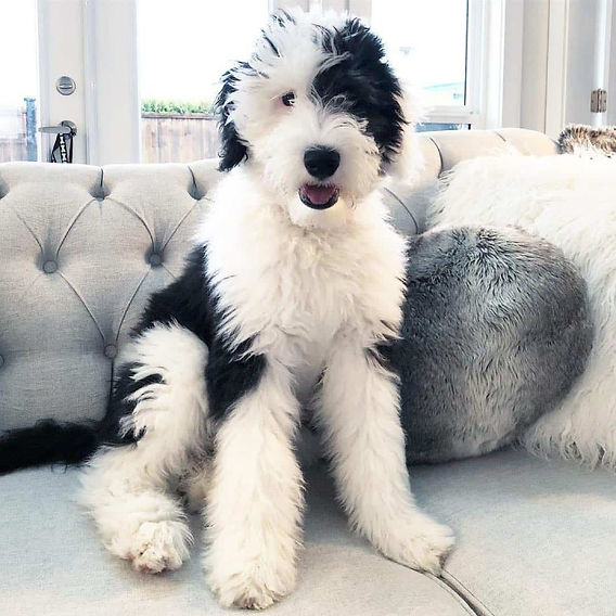 old english sheepadoodle