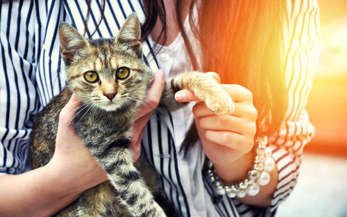 where can i take cats to be adopted