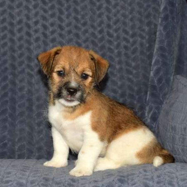 rat terrier jack russell mix puppies for sale