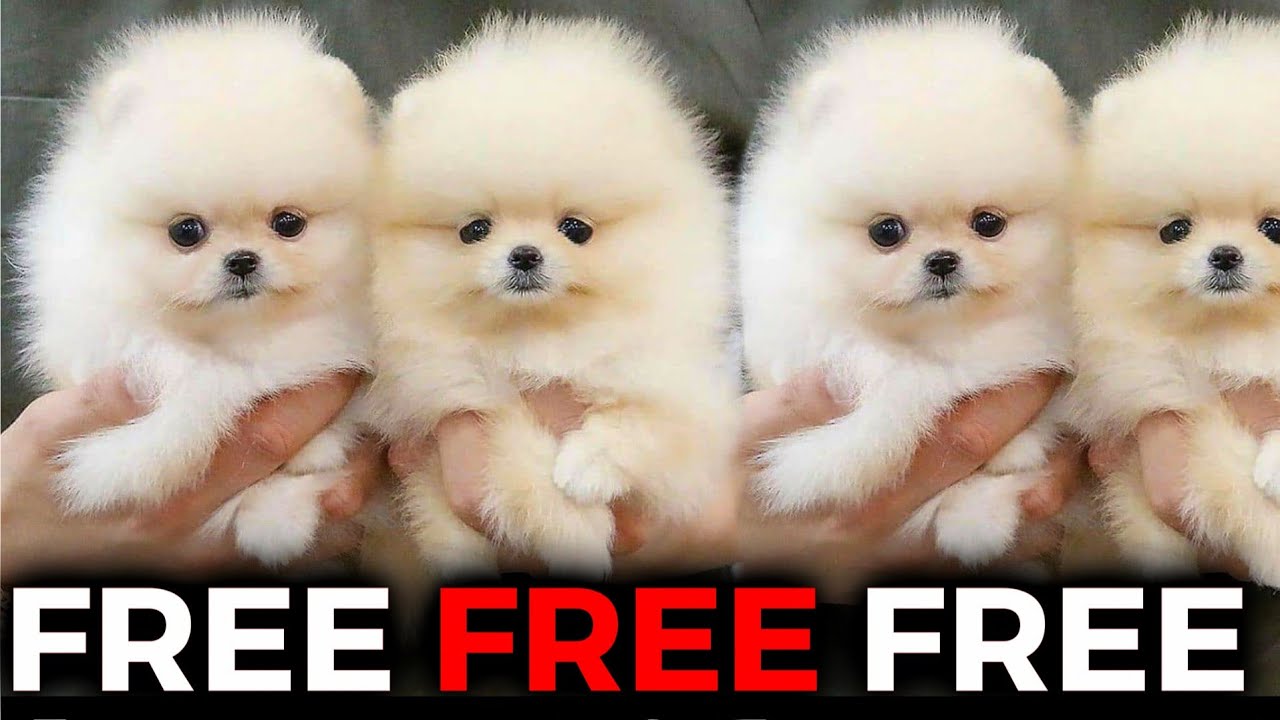 free pomeranians