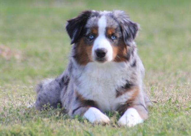 australian shepherd for sale georgia