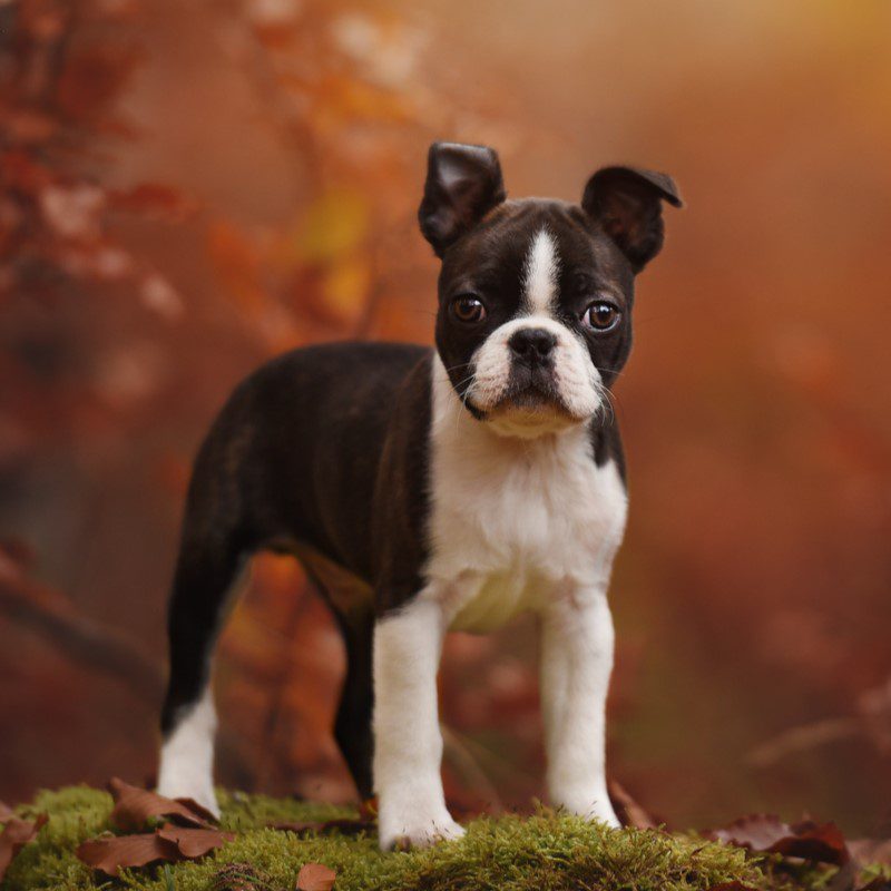 teacup boston terrier puppies for sale near me