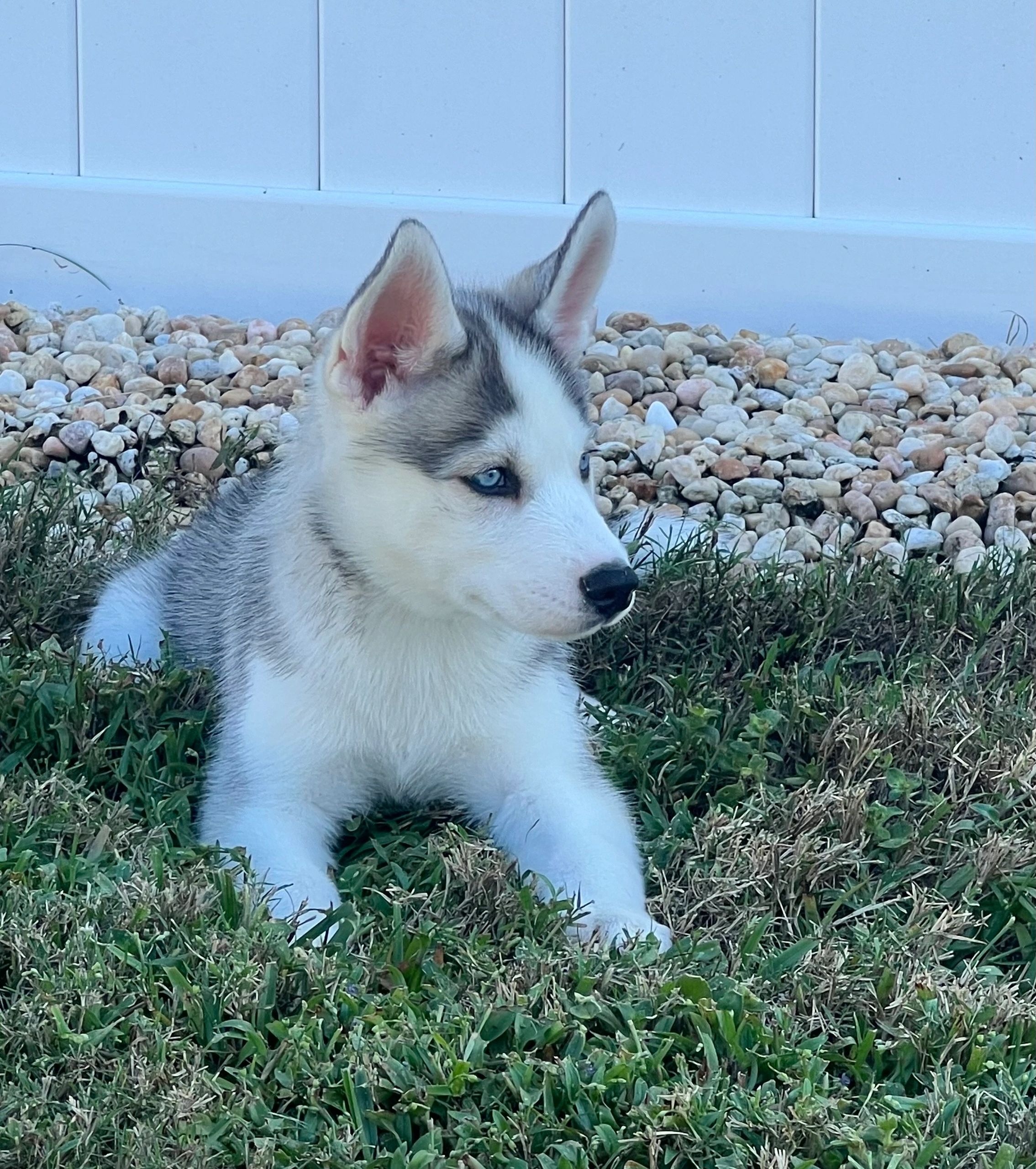 husky puppies florida