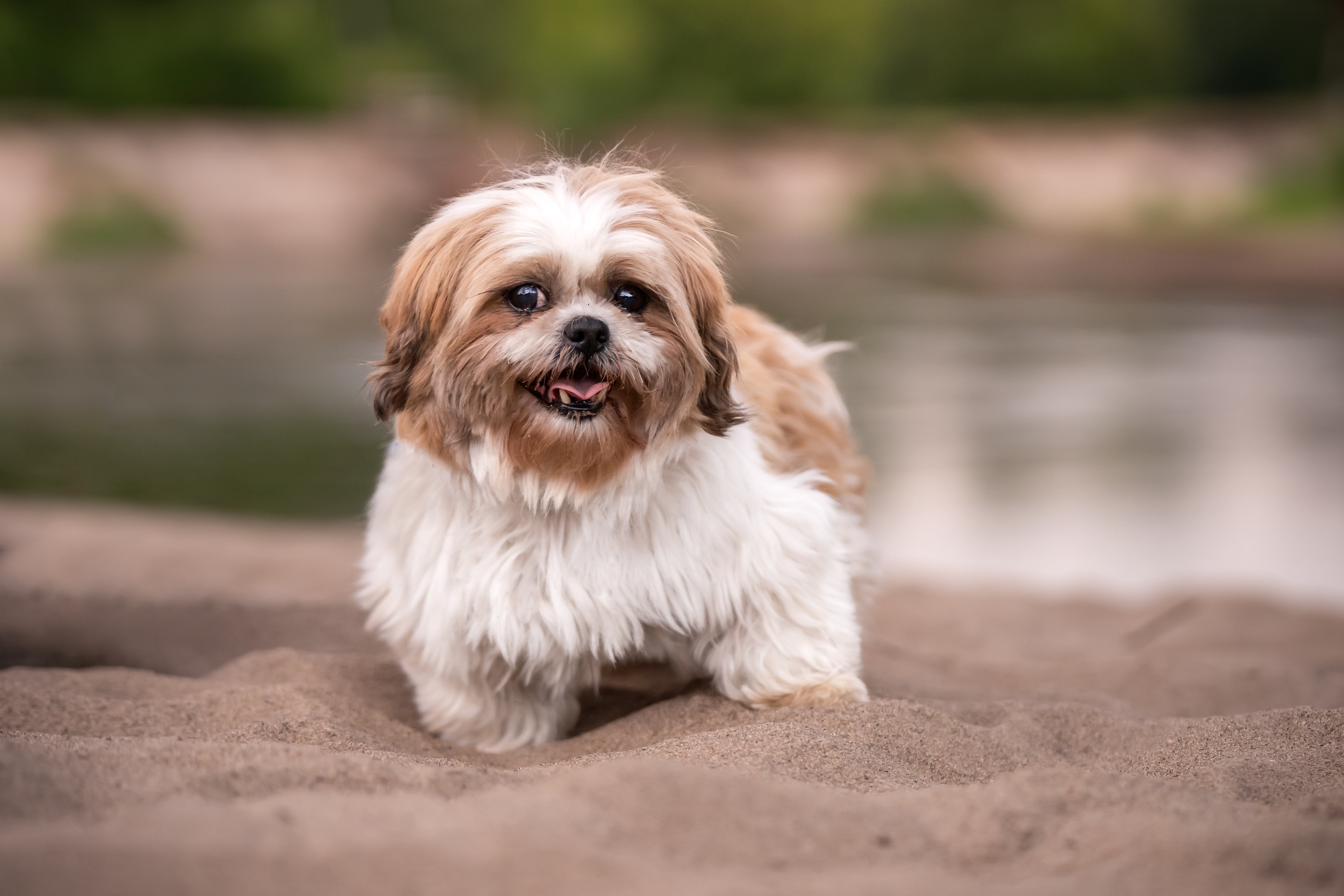 shih tzu puppies adopt