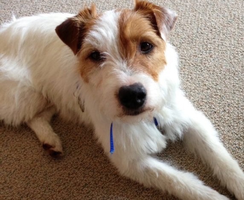 russell rescue of tennessee