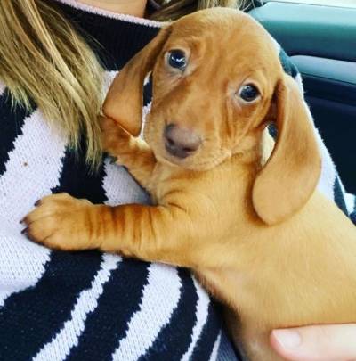 dachshunds for adoption nj