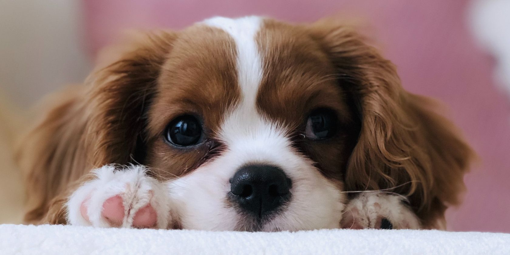 best websites to find puppies