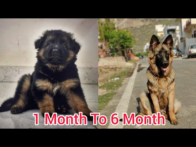 german shepherd puppy to adult
