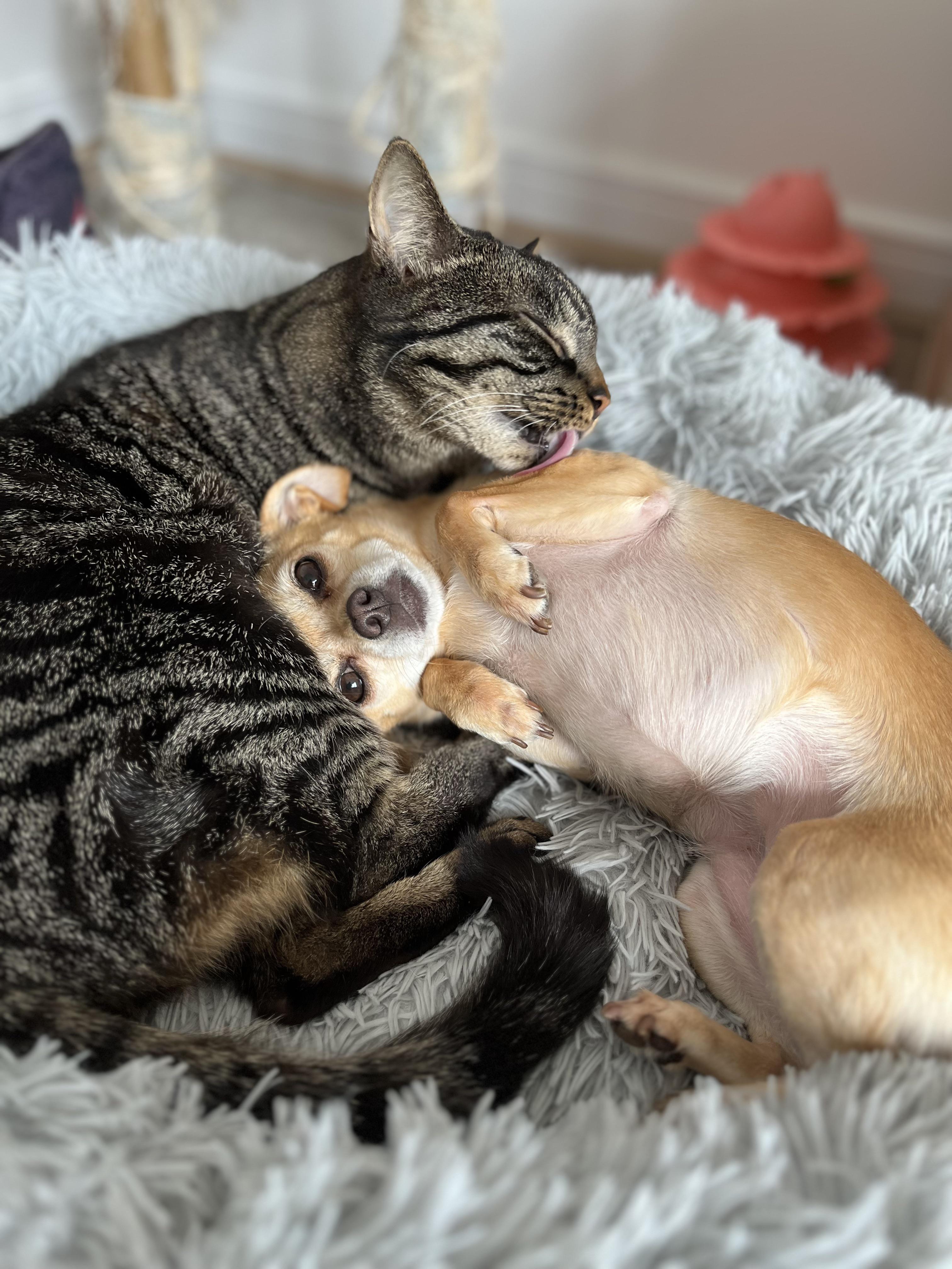 cat and chihuahua