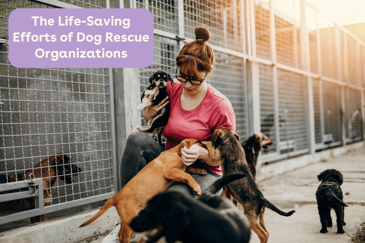 best dog rescue organizations