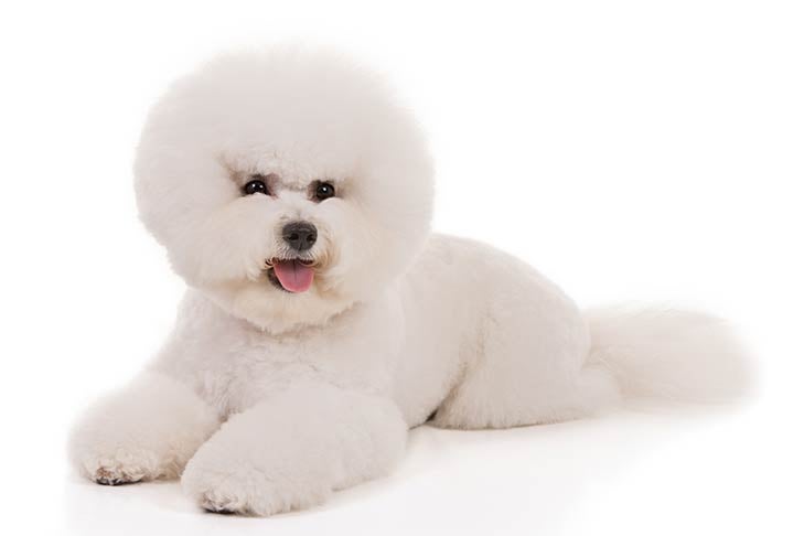 show me a picture of a bichon