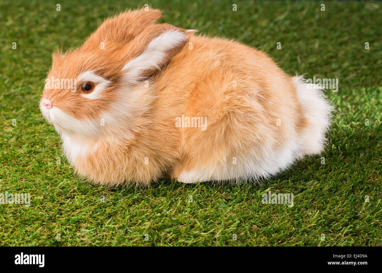 ginger rabbit