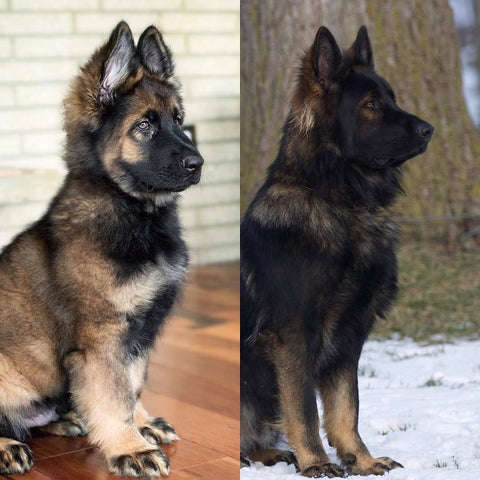 german shepherd puppy to adult