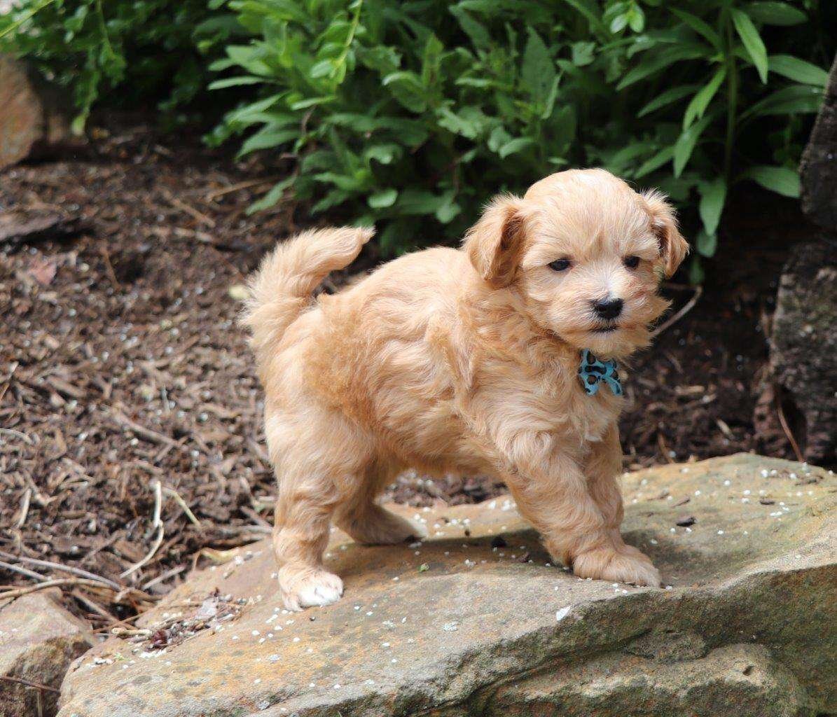 maltipoo for sale az