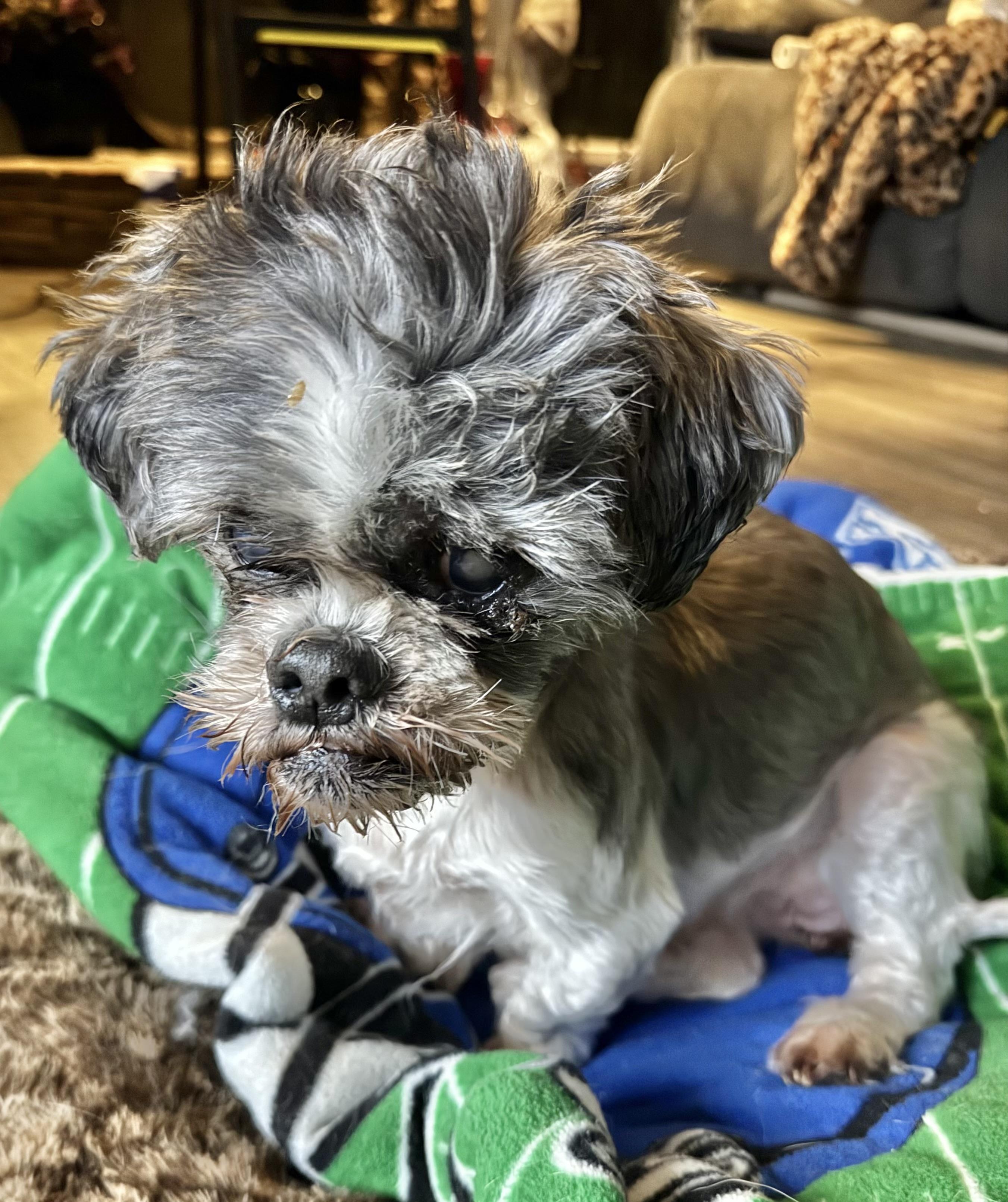 petfinder loganville ga