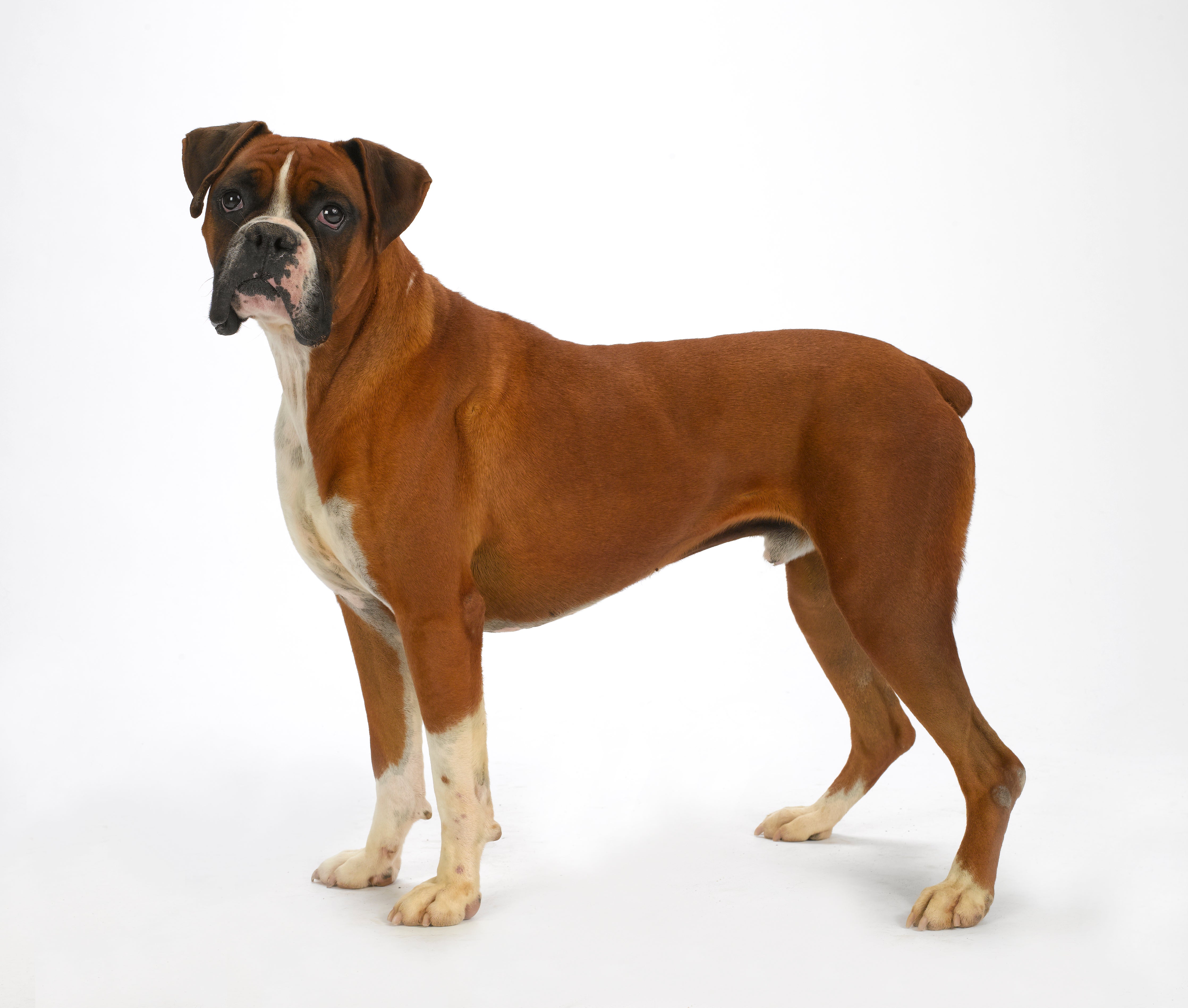 boxers for adoption near me
