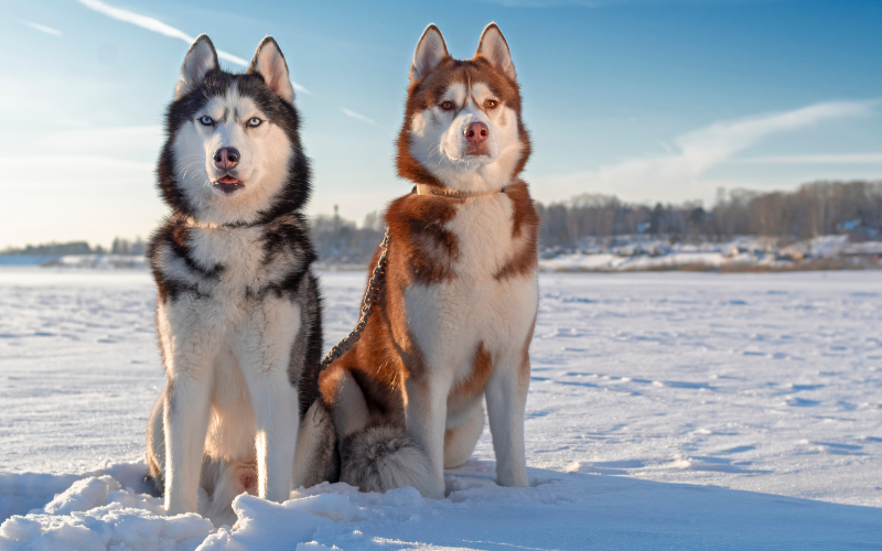 siberian husky for sale australia