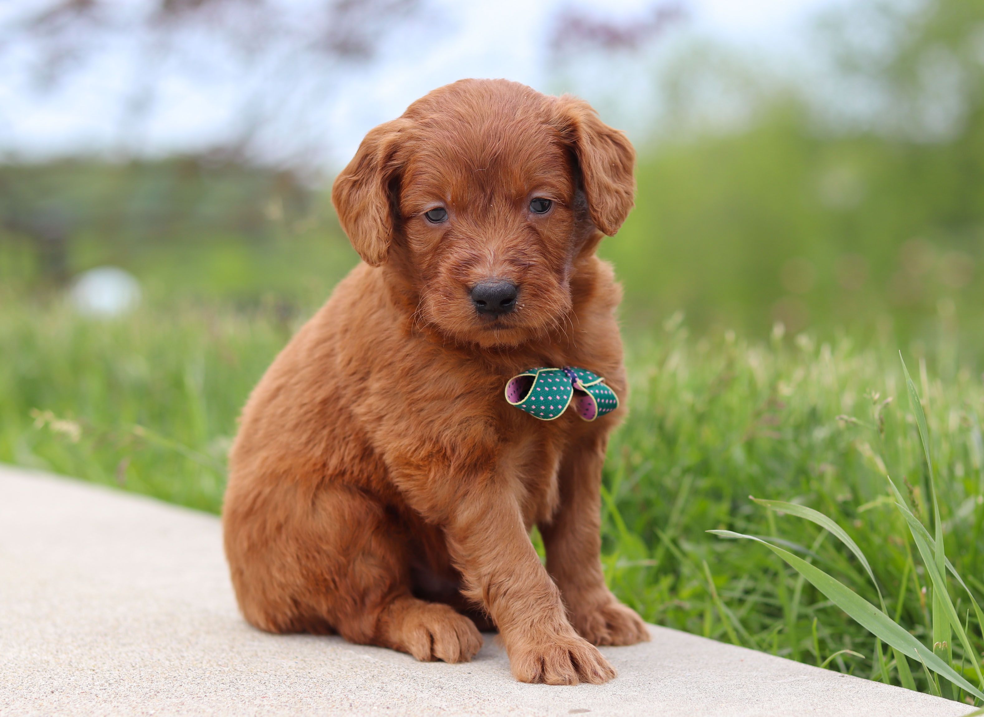 best websites to find puppies