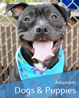 animal adoption tallahassee fl