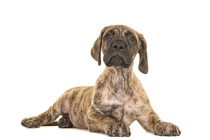 great dane puppies for sale in florida