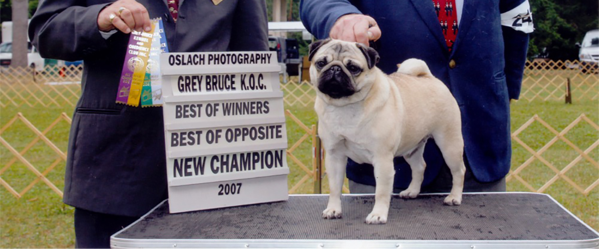 best pug breeders
